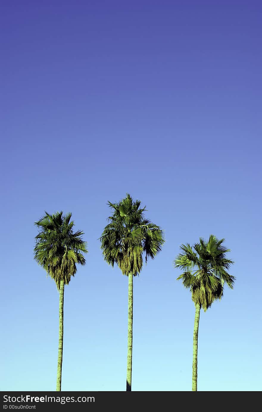 A Trio Of Palm Trees Sway In The Tropical Breeze. A Trio Of Palm Trees Sway In The Tropical Breeze