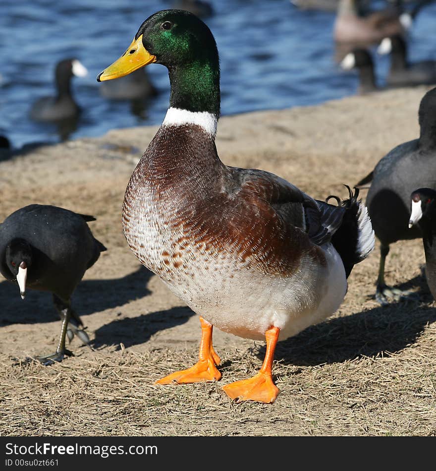 Male mallard duck surrounded by coot birds. Male mallard duck surrounded by coot birds.