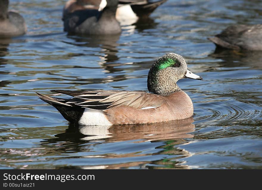 Mallard duck swimming at Balboa Lake Park. Los Angeles, CA. Mallard duck swimming at Balboa Lake Park. Los Angeles, CA.