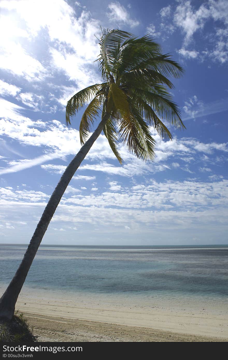 Palm tree on tropical beach