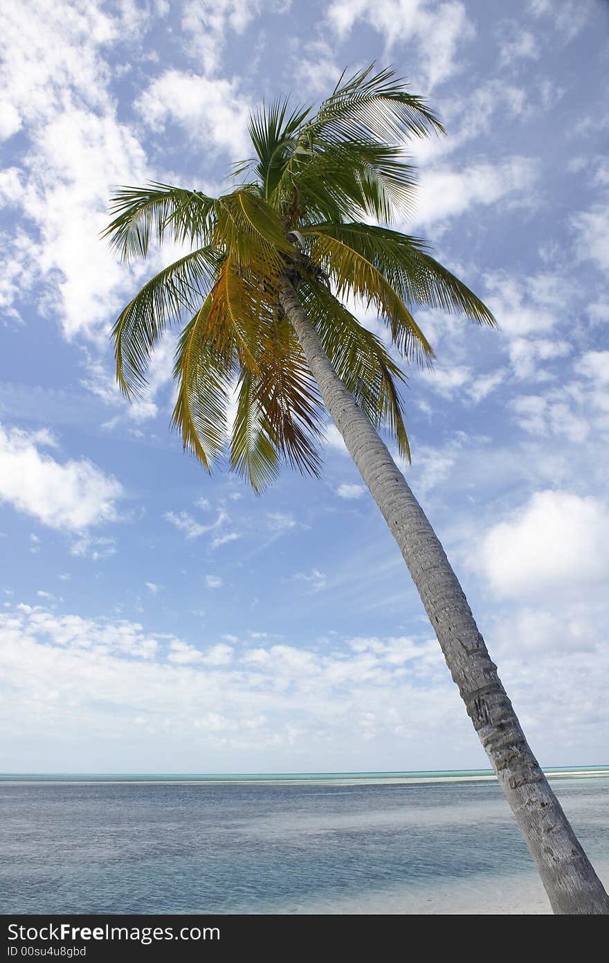 Palm tree on tropical beach