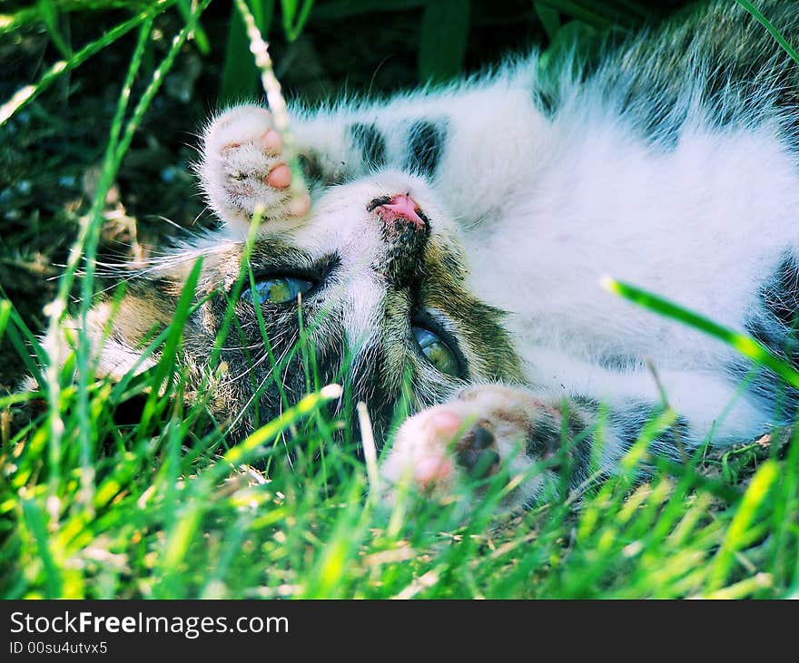 A cute kitten rolling the grass.