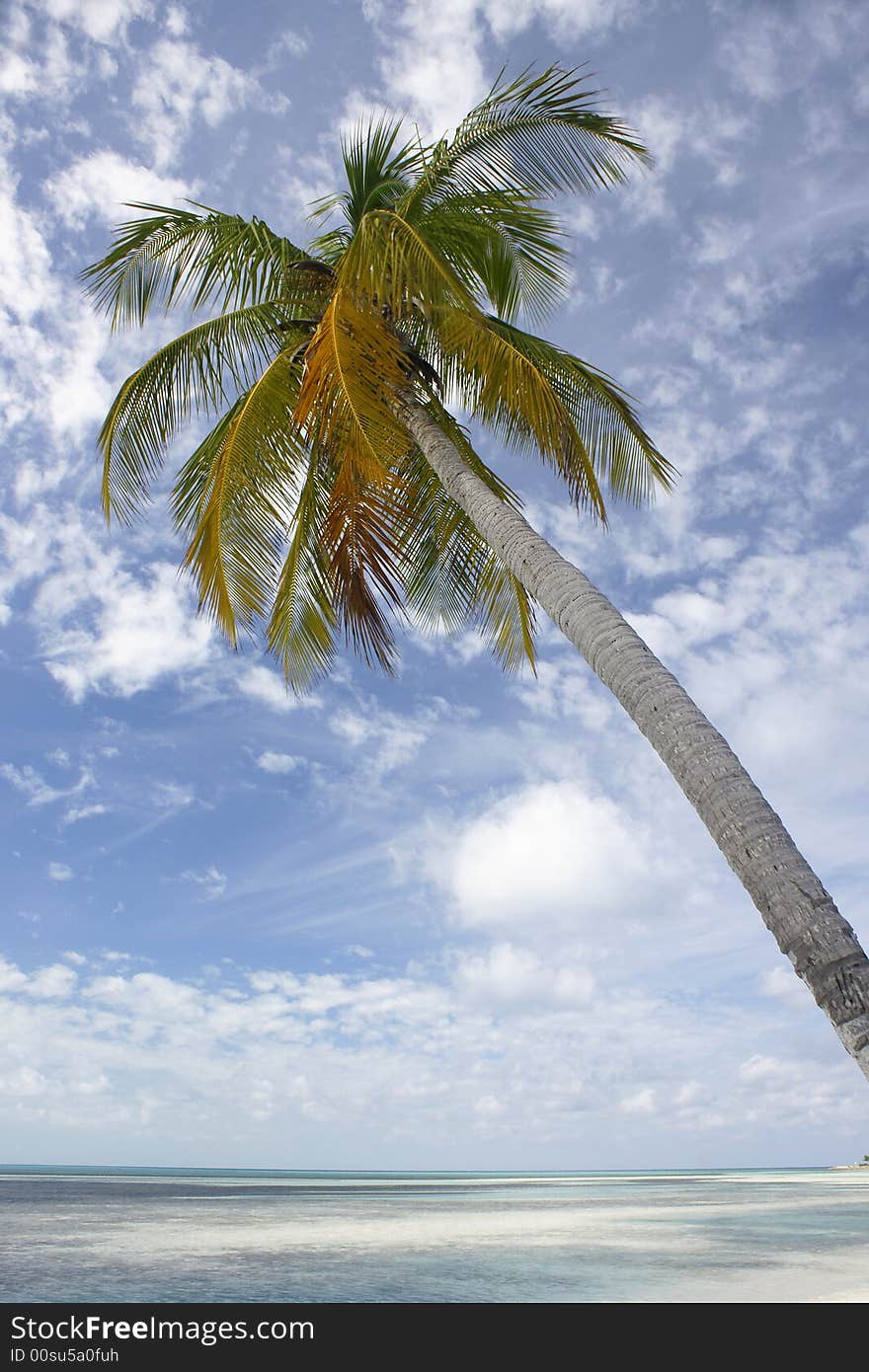 Palm Tree On Tropical Beach