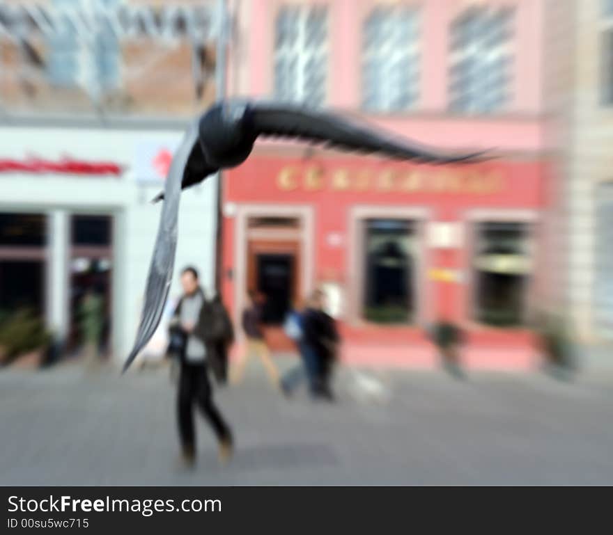 Pigeon flying over downtown in Wroclaw, Poland