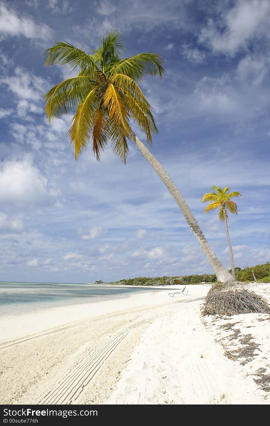 Beautiful tropical beach seascape with palm trees. Beautiful tropical beach seascape with palm trees