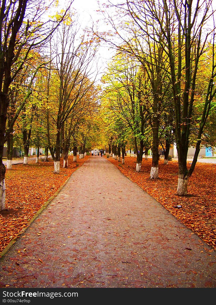 Alley of chestnut