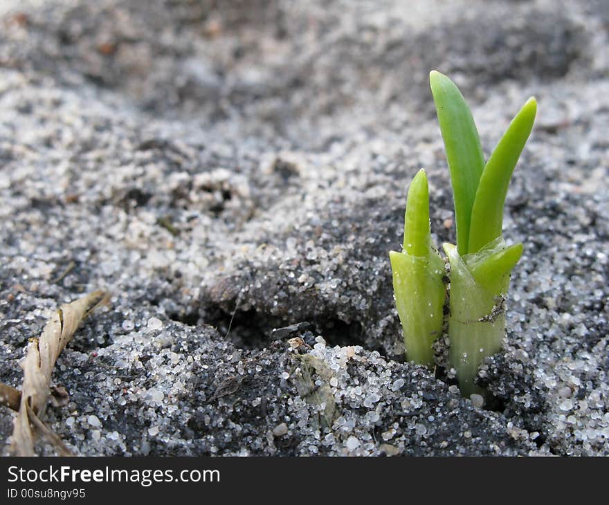 First spring sprouts on naked earth. First spring sprouts on naked earth