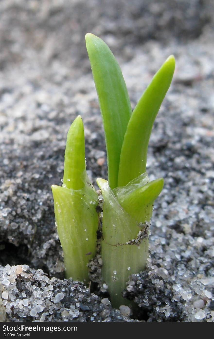 First spring sprouts on naked earth. First spring sprouts on naked earth