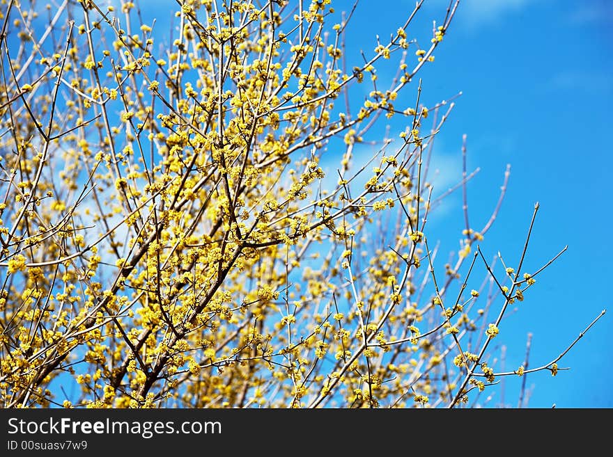 Blooming yellow flowers in early springtime, daylight. Blooming yellow flowers in early springtime, daylight.