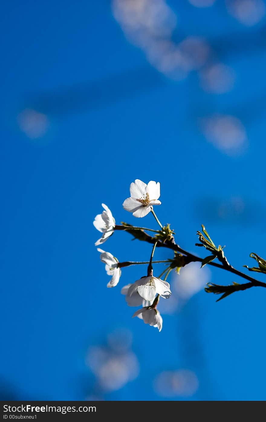 View of blue flower agains blue background