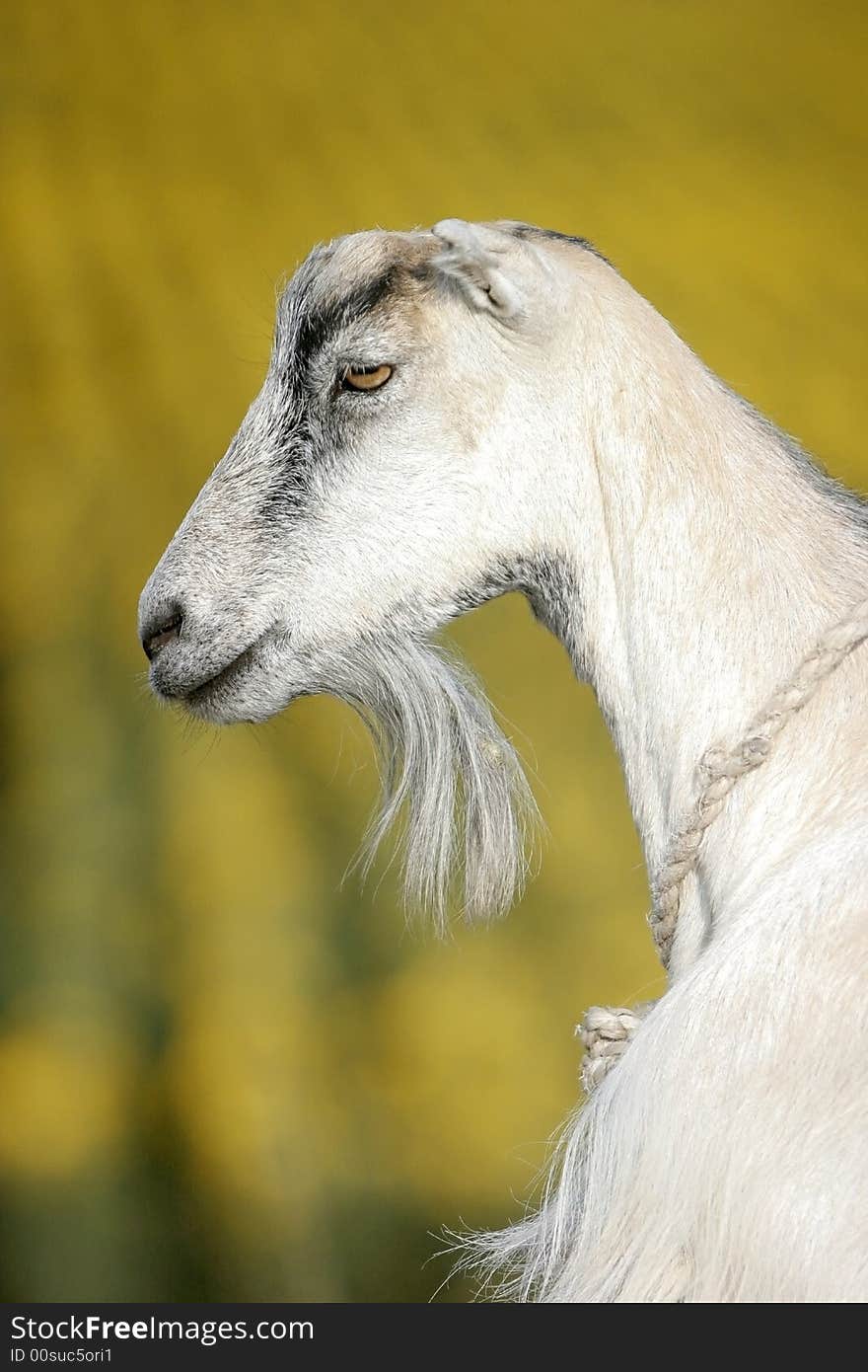 Goat on a sunflower field background