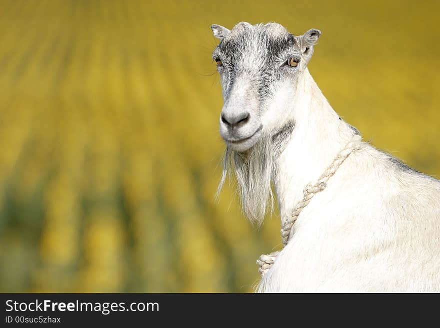 Goat on a sunflower field background