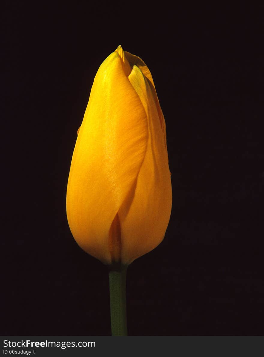 Tulip