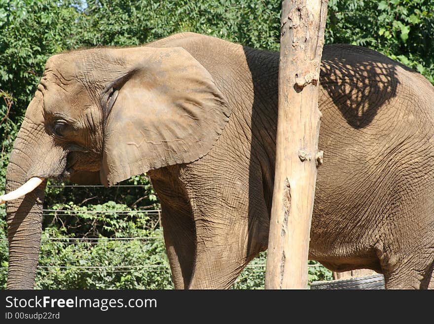 Closeup of an elephant