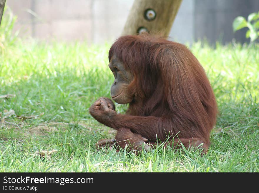 Orangutan