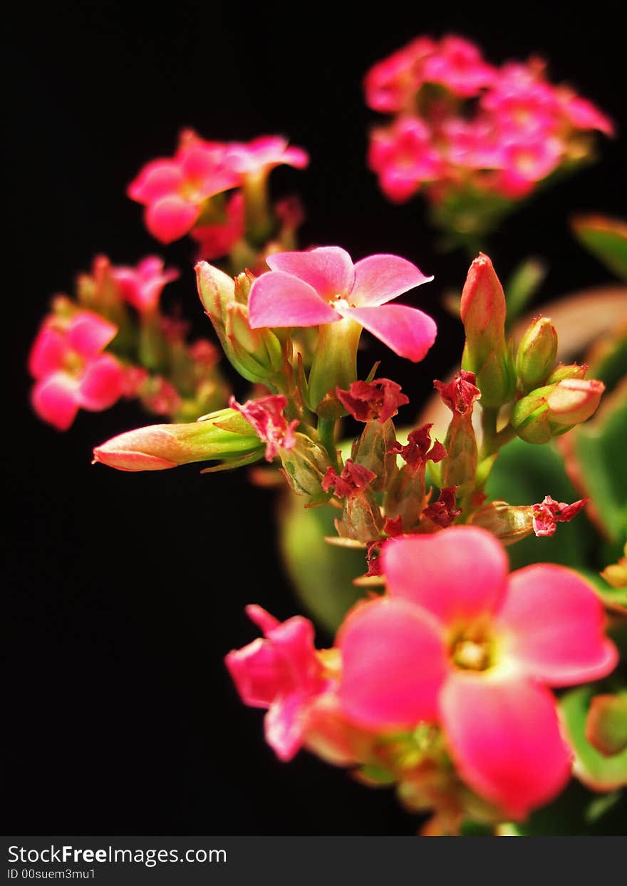 Red flower and Bud with black background