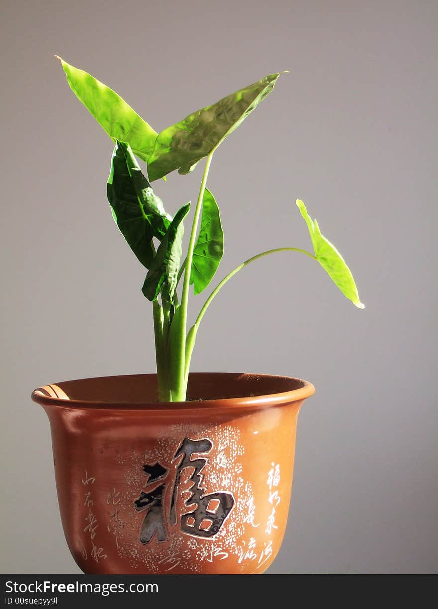 Calla in a flowerpot which has chinese character on. Calla in a flowerpot which has chinese character on