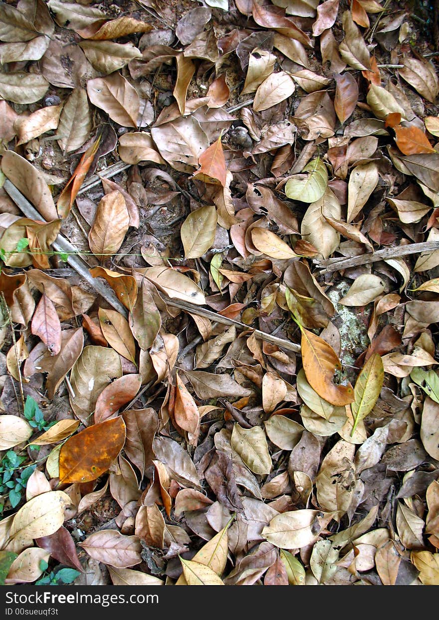 Different coloured dry leaves from the tropical trees on the ground.