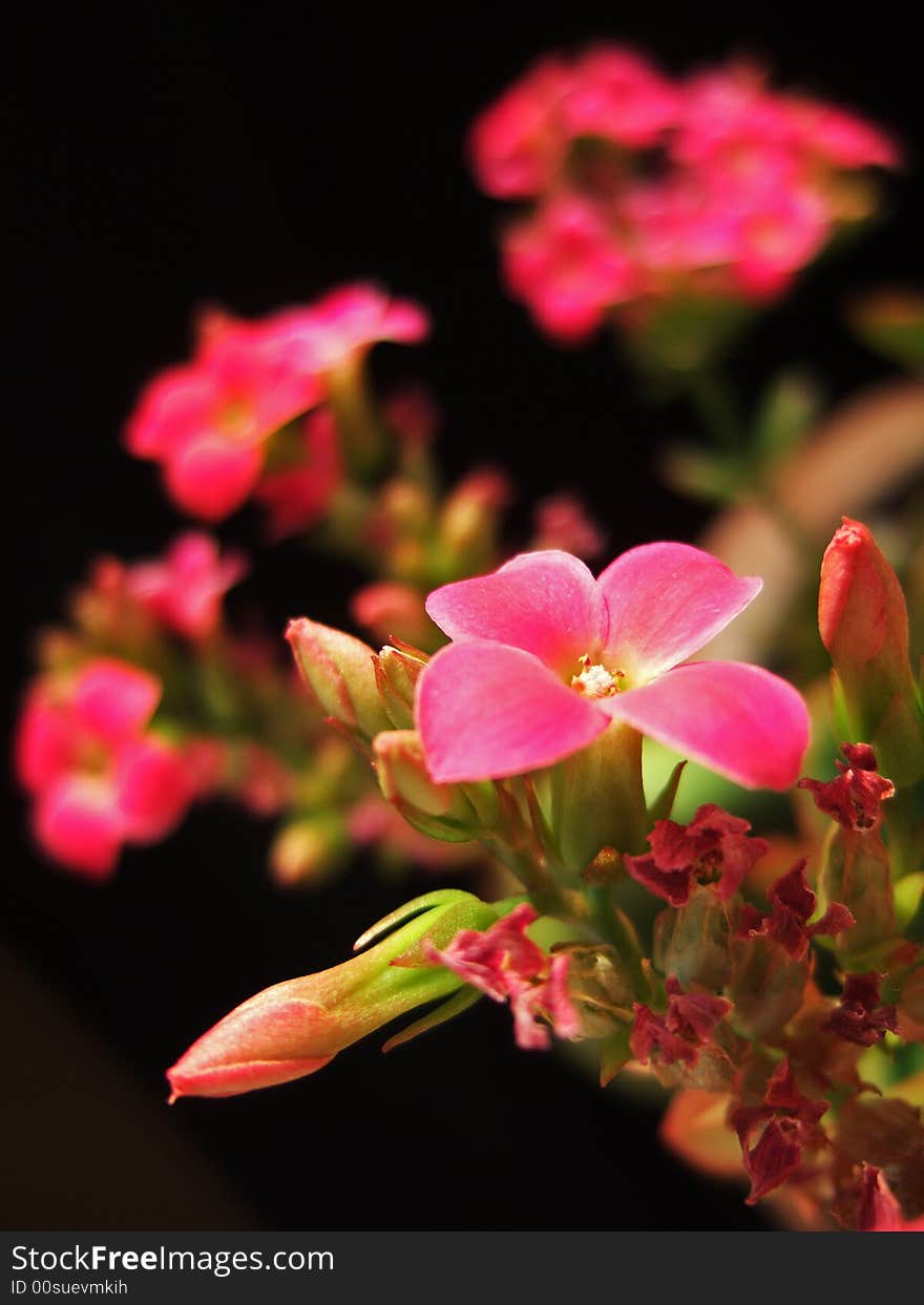 Red flower and Bud with black background