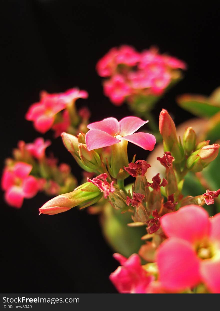 Red flower and Bud with black background