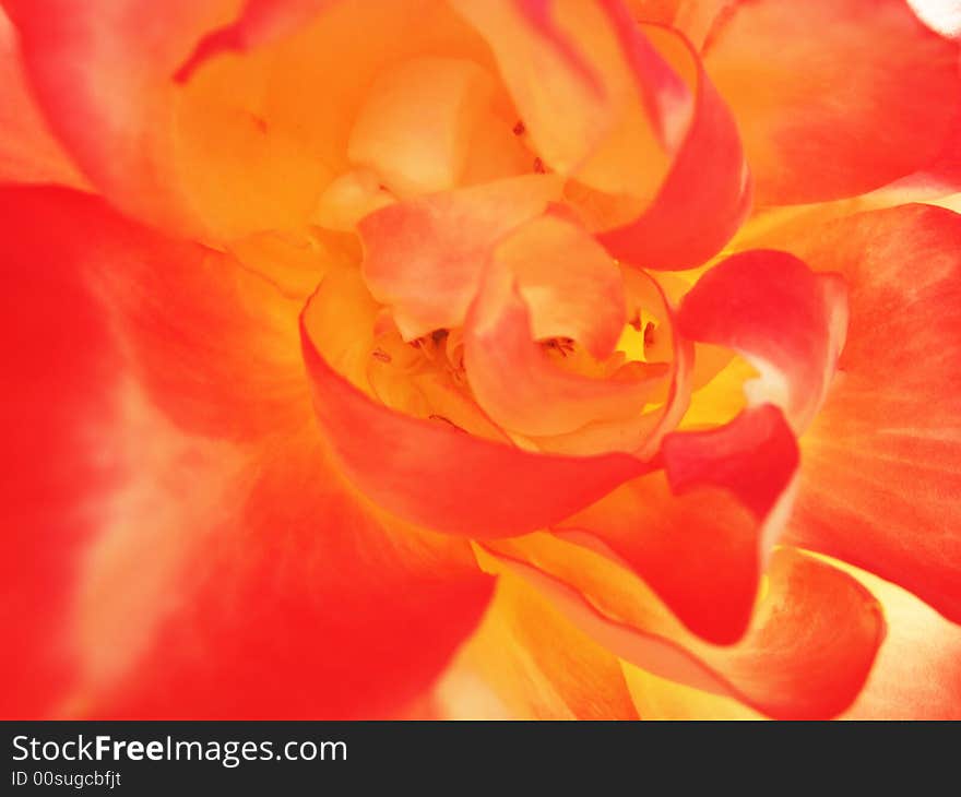 Pistil of a Chinese rose