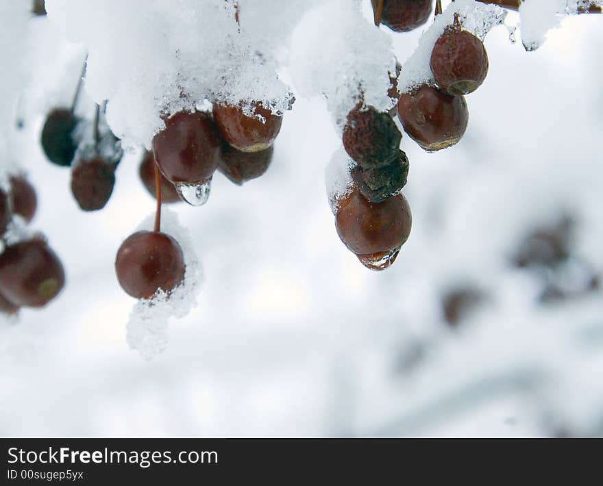 These berries taste good whole year. And looks nice especially winter time. These berries taste good whole year. And looks nice especially winter time