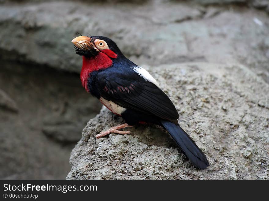 Bearded Barbet