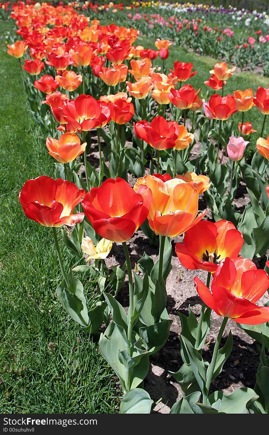 Red and Orange Tulips