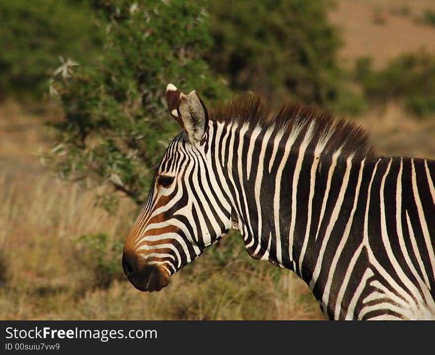 This is the Cape Mountain Zebra, one of the most endangered mammals in the world, wild and in its natural habitat in South Africa. This is the Cape Mountain Zebra, one of the most endangered mammals in the world, wild and in its natural habitat in South Africa.