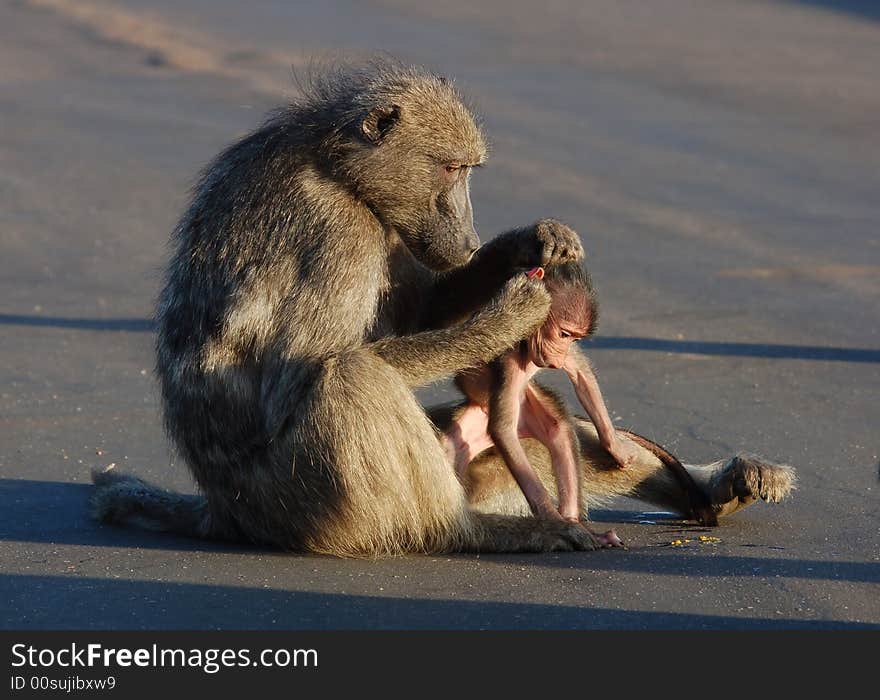 A chacma baboon grooming her young early in the morning in South Africa. A chacma baboon grooming her young early in the morning in South Africa.