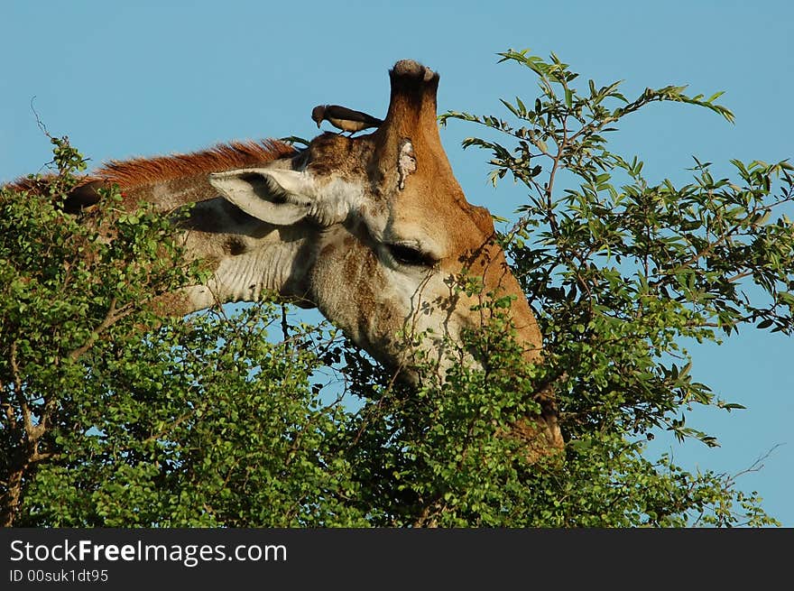 Giraffe with a baby oxpecker on its head. Giraffe with a baby oxpecker on its head.