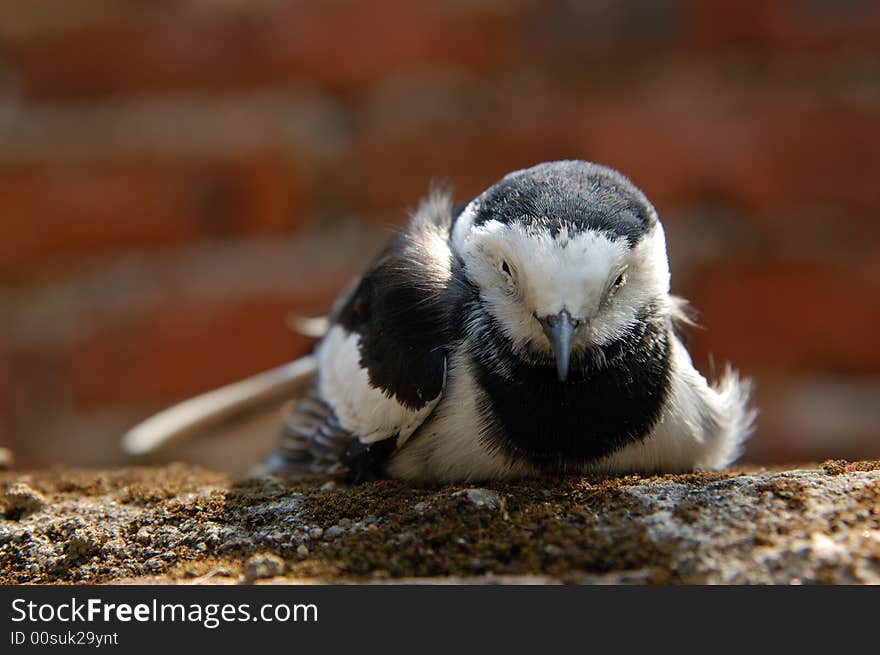 a little water bird sitting on the wall