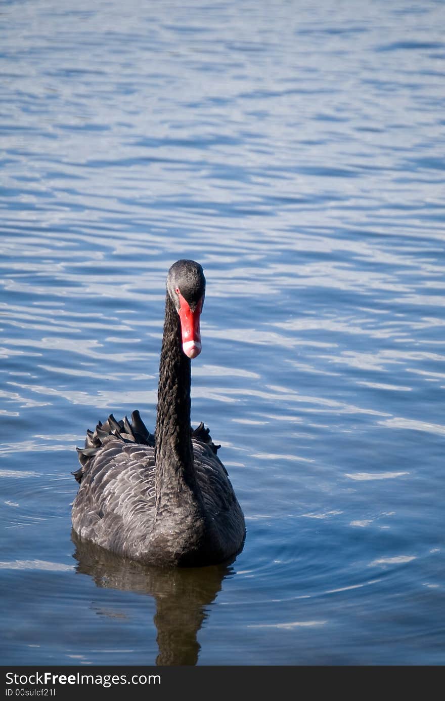 Black Swan in calm water