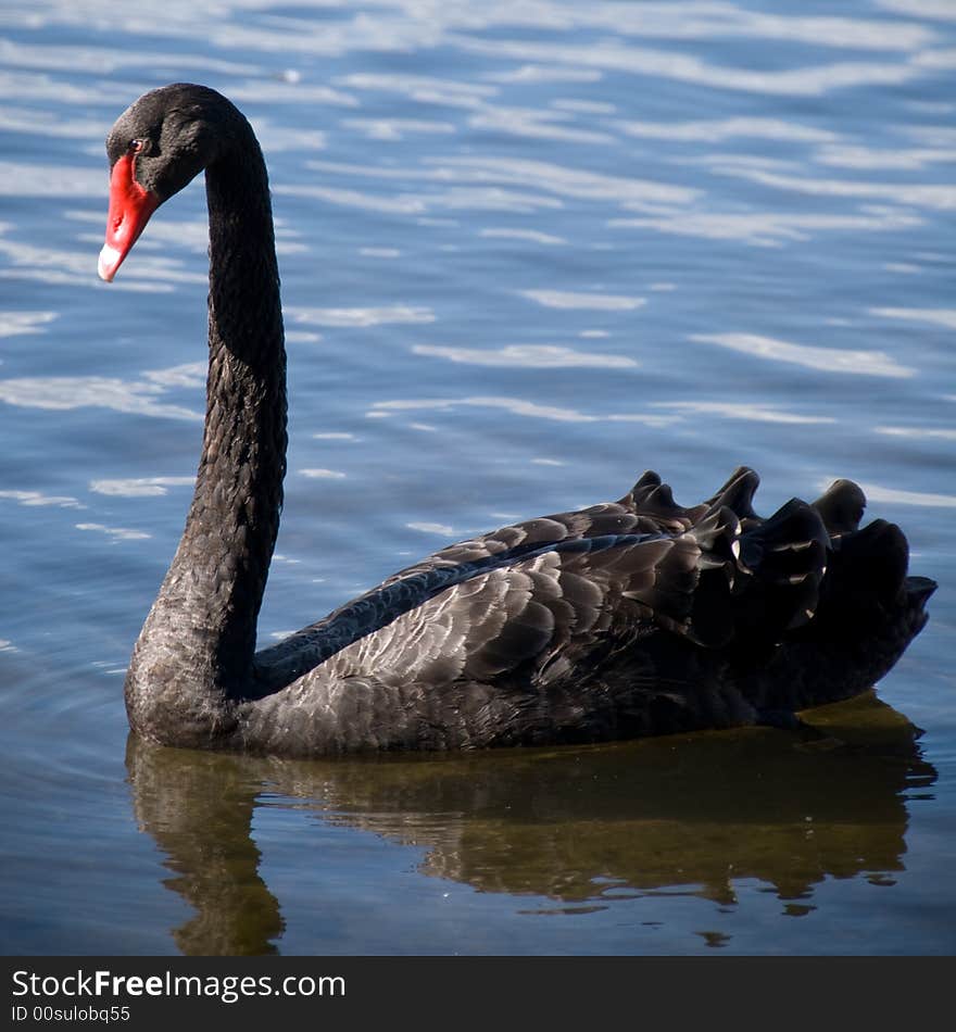Black swan in Herdsman Lake, Western Australia.