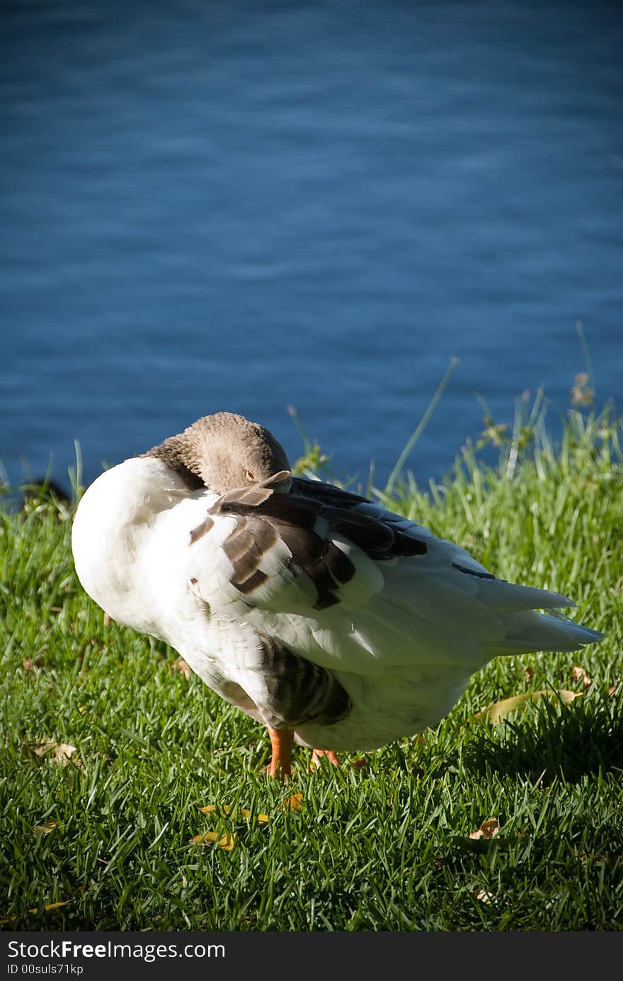 Colourful duckat herdsman lake