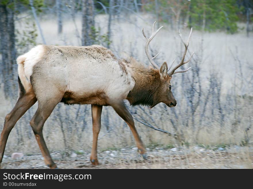 Elk