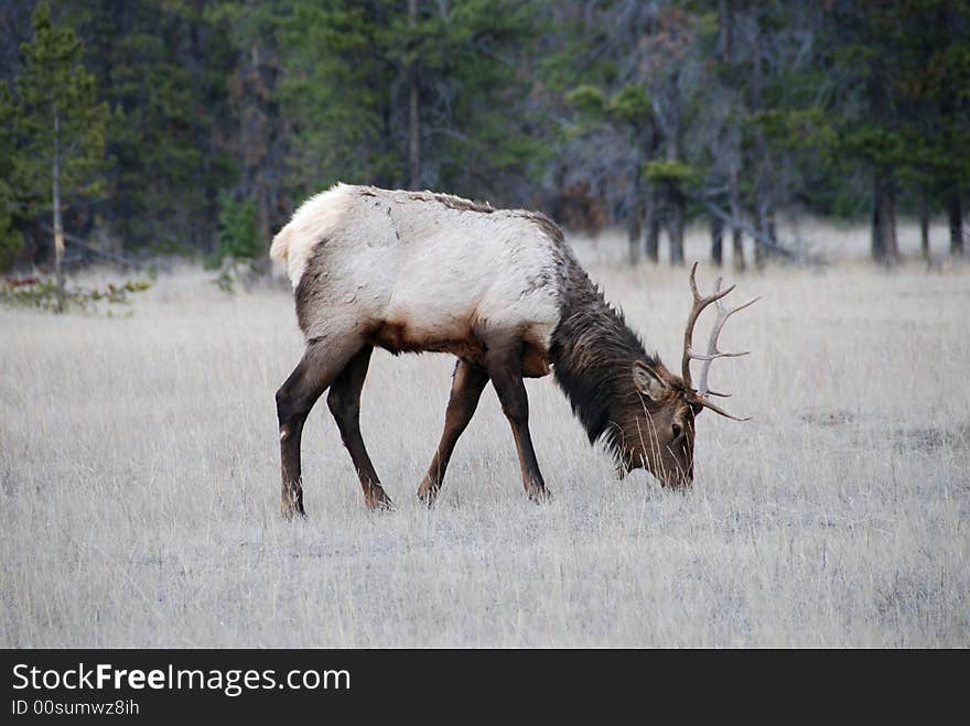 Elk