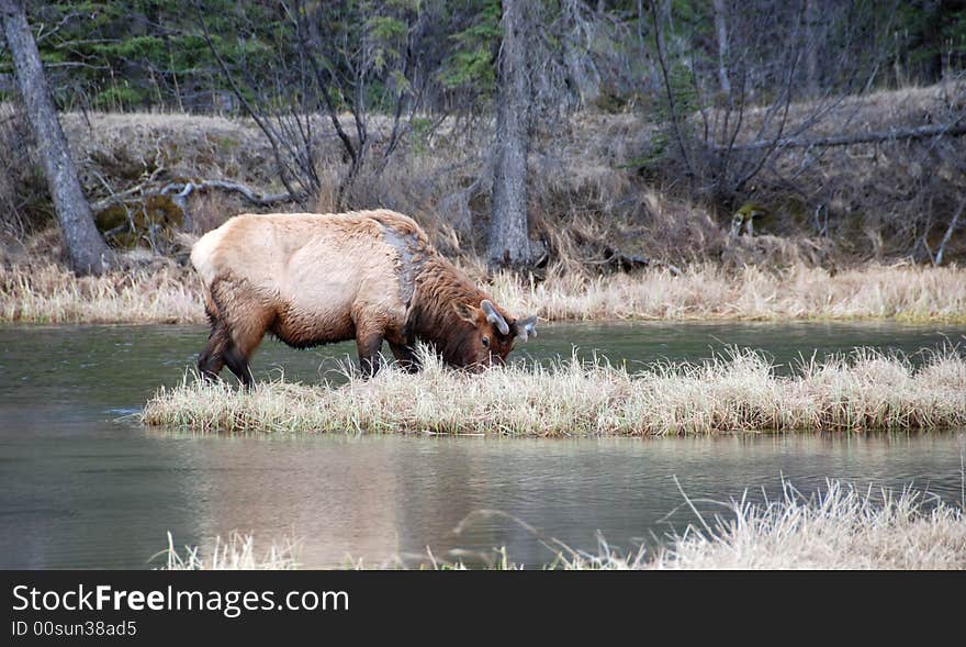 Elk