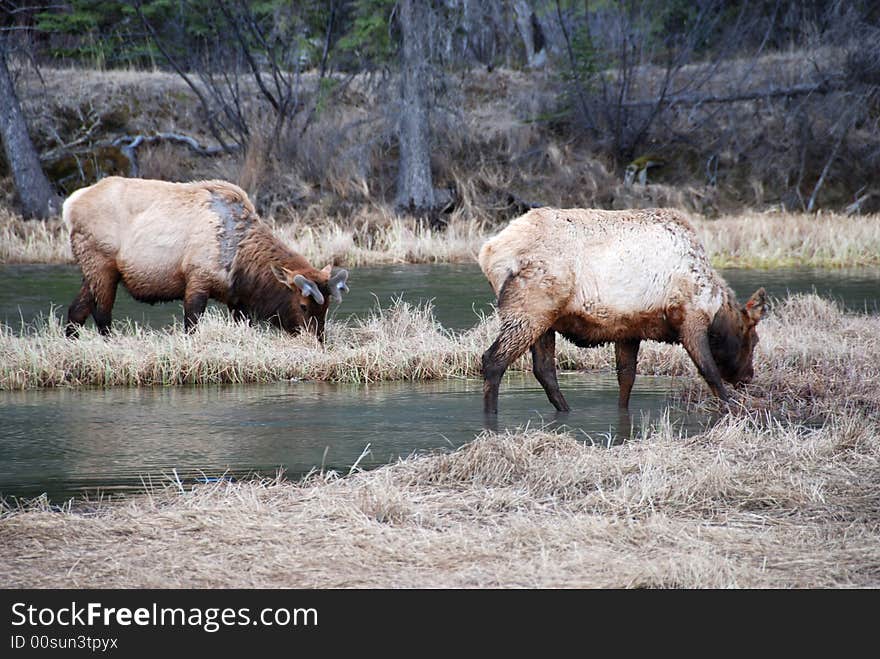 Elk