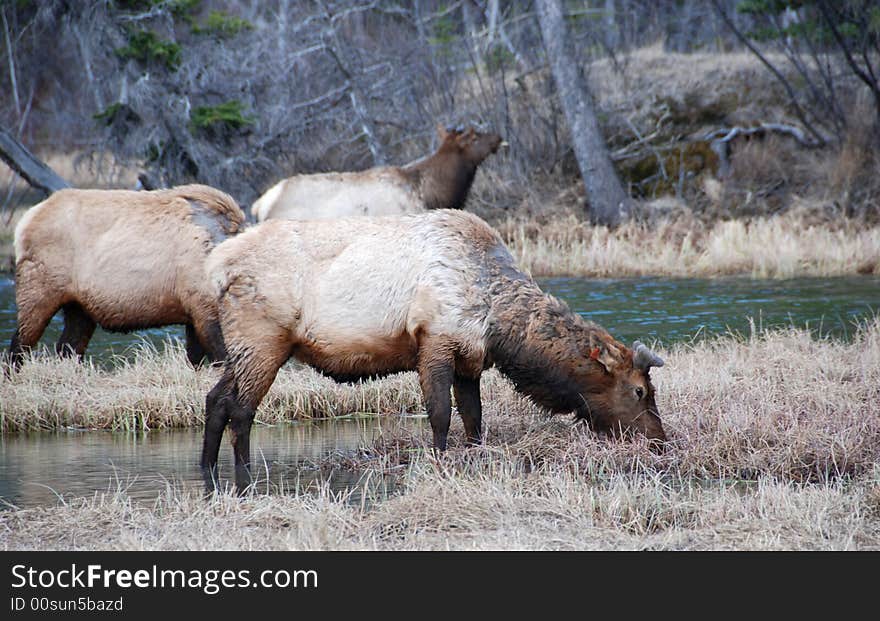 Elk