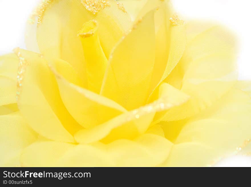 Yellow flower on isolated background