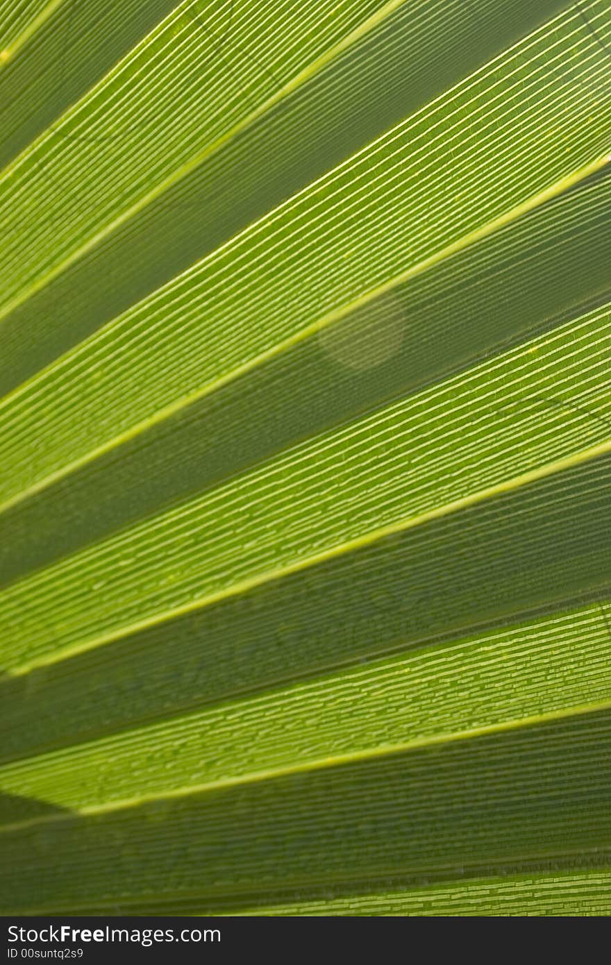 Background of a sheet of palm tree