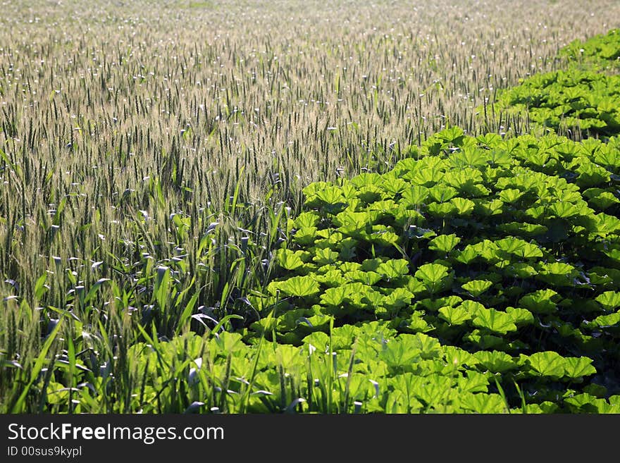 Wheat Field in the Spring