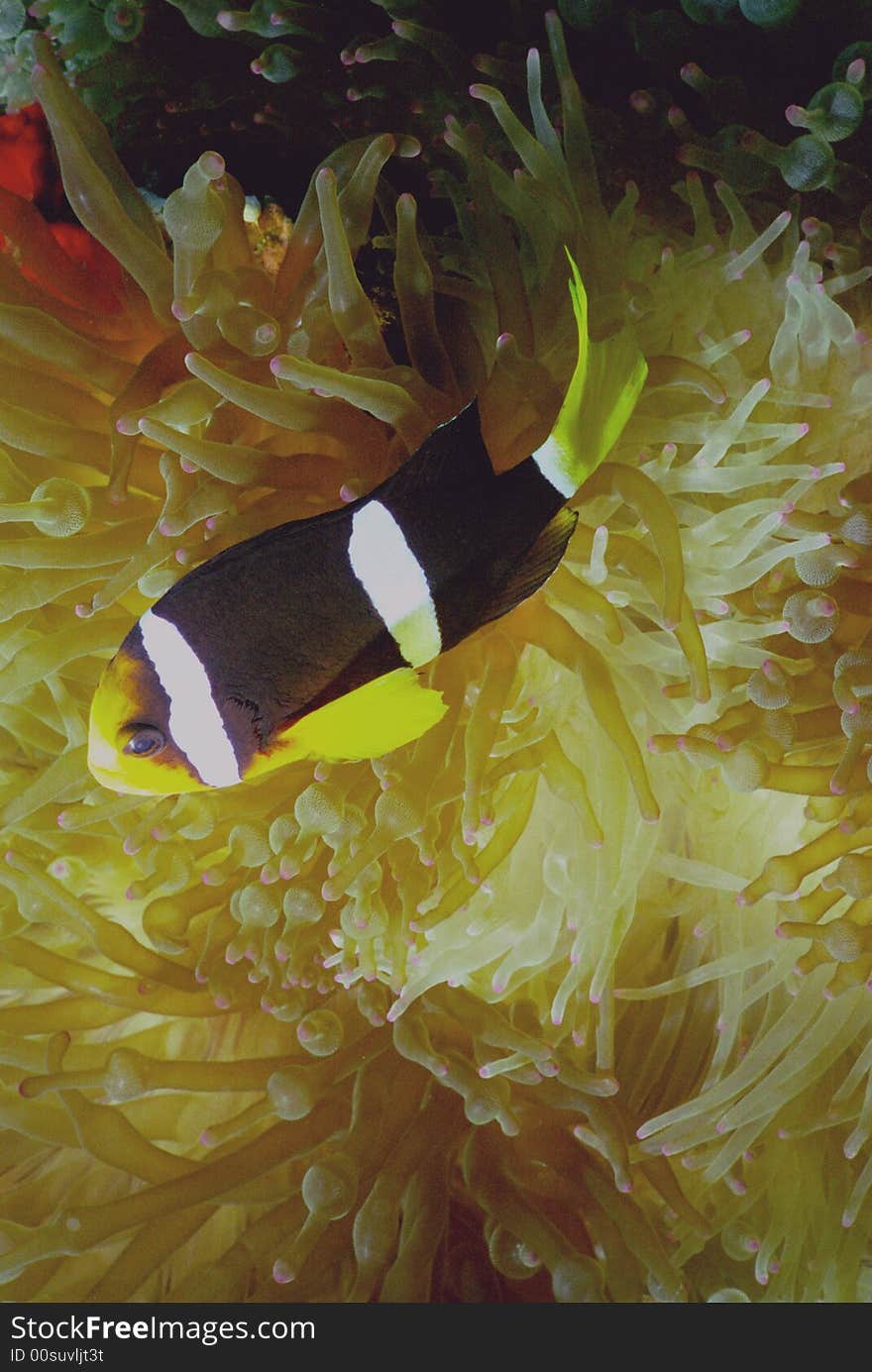 Underwater life of coral reef