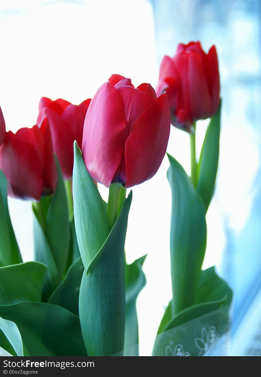 Photo of red tulips on spring