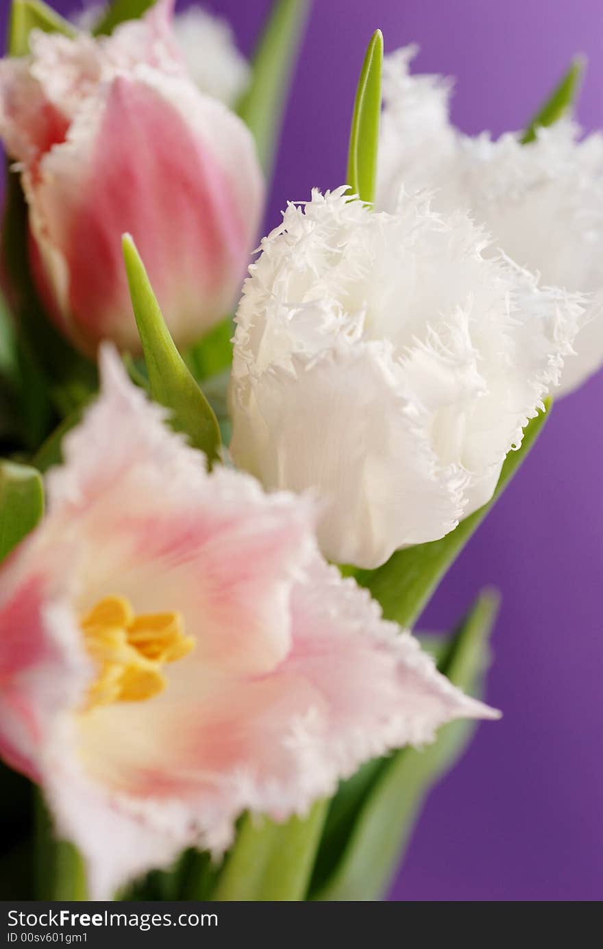 A lot of tulips on a violet background