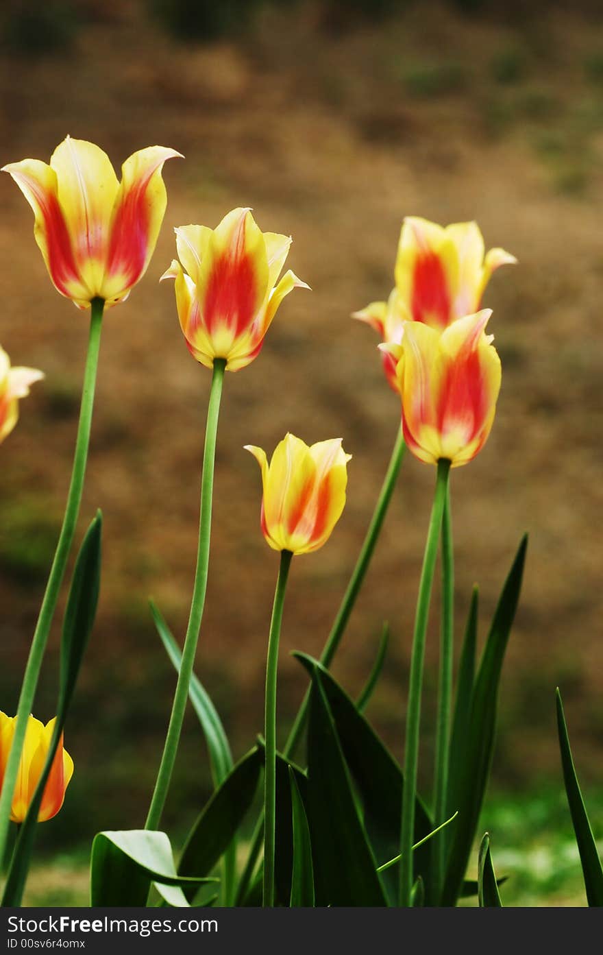 A flowerbed with backlight flowers. A flowerbed with backlight flowers