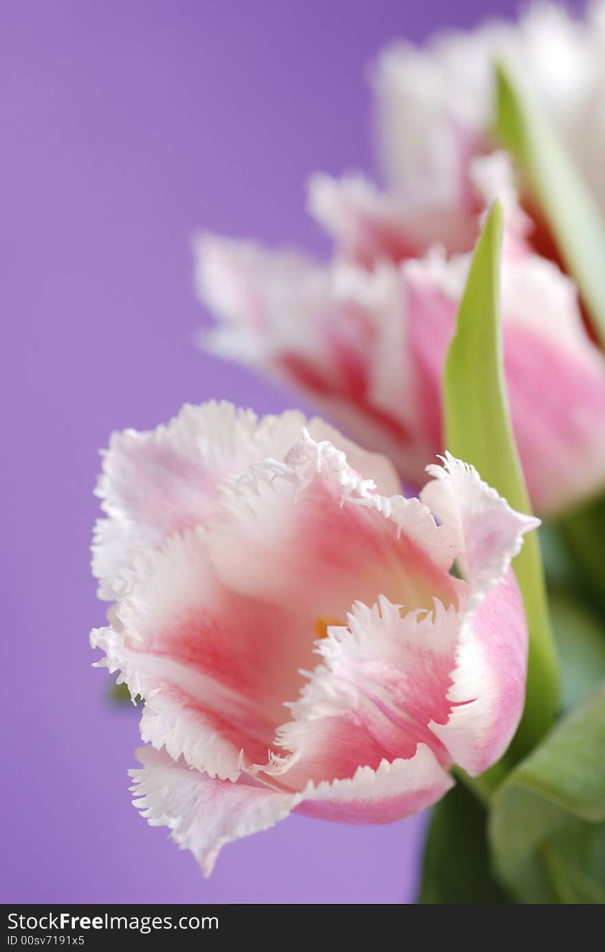 A lot of tulips on a violet background