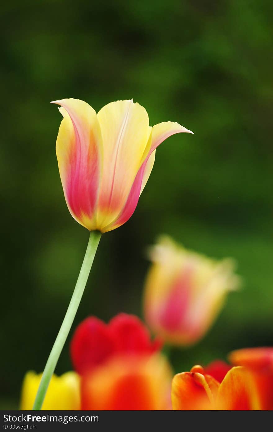 A tulip grows large red&yellow cup-shaped flower, in green background. A tulip grows large red&yellow cup-shaped flower, in green background