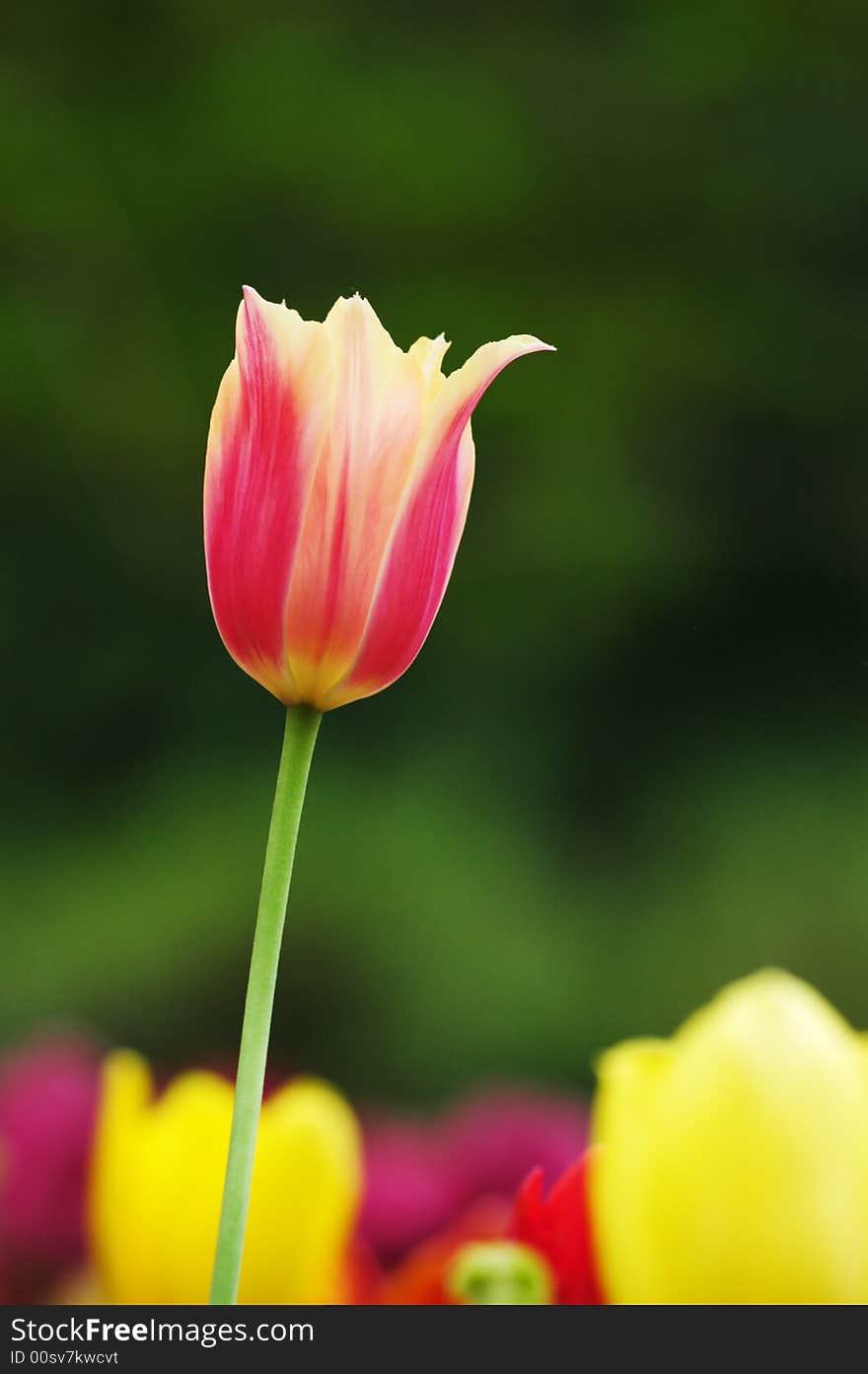 A tulip grows large red&yellow cup-shaped flower. A tulip grows large red&yellow cup-shaped flower.